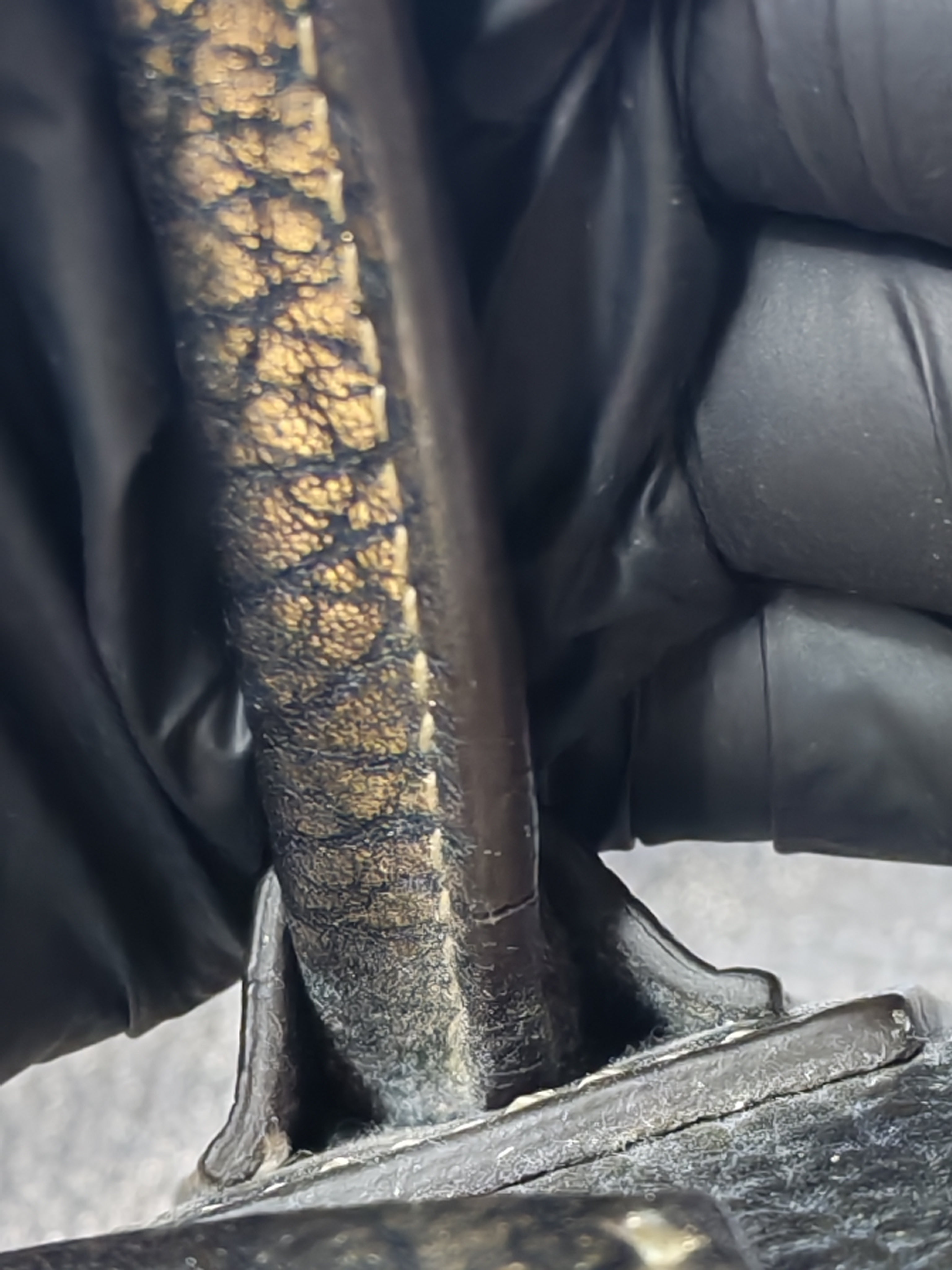 Antigona Medium in Metallic Gold Pebbled Calfskin Leather